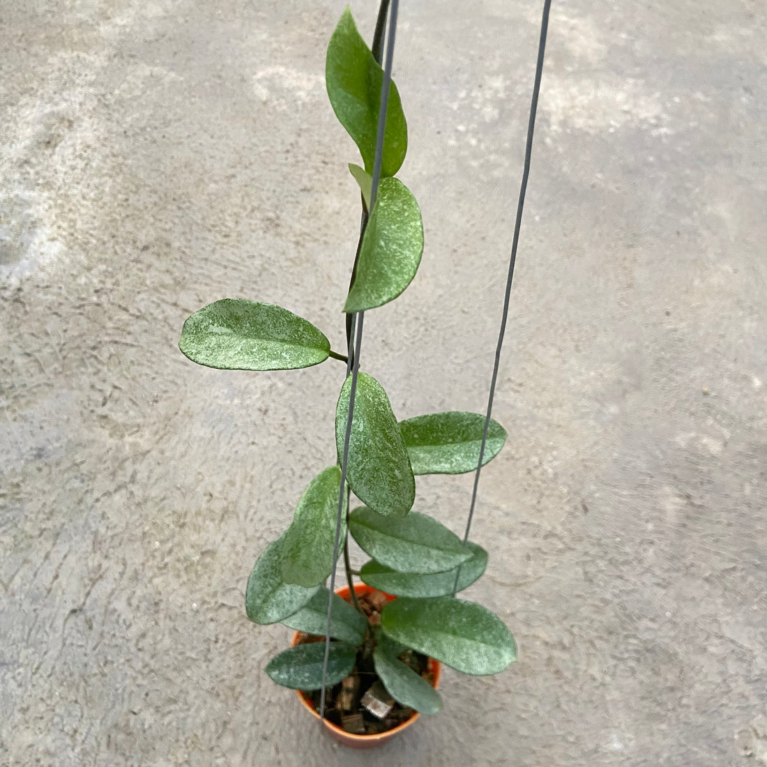 RP65-6 Hoya Carnosa Nova Ghost