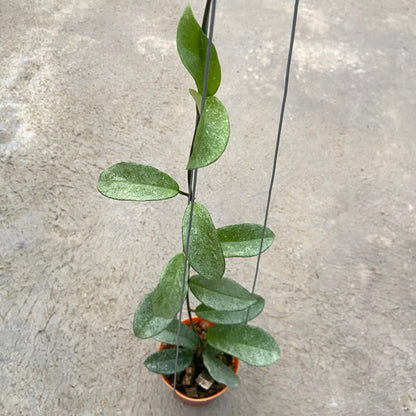 RP65-6 Hoya Carnosa Nova Ghost