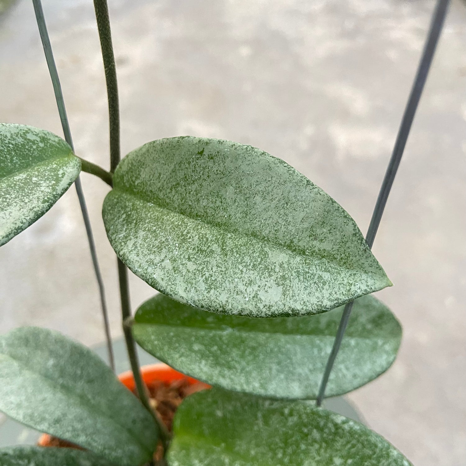RP65-6 Hoya Carnosa Nova Ghost