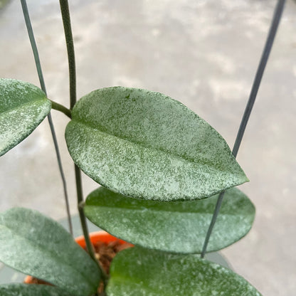 RP65-6 Hoya Carnosa Nova Ghost