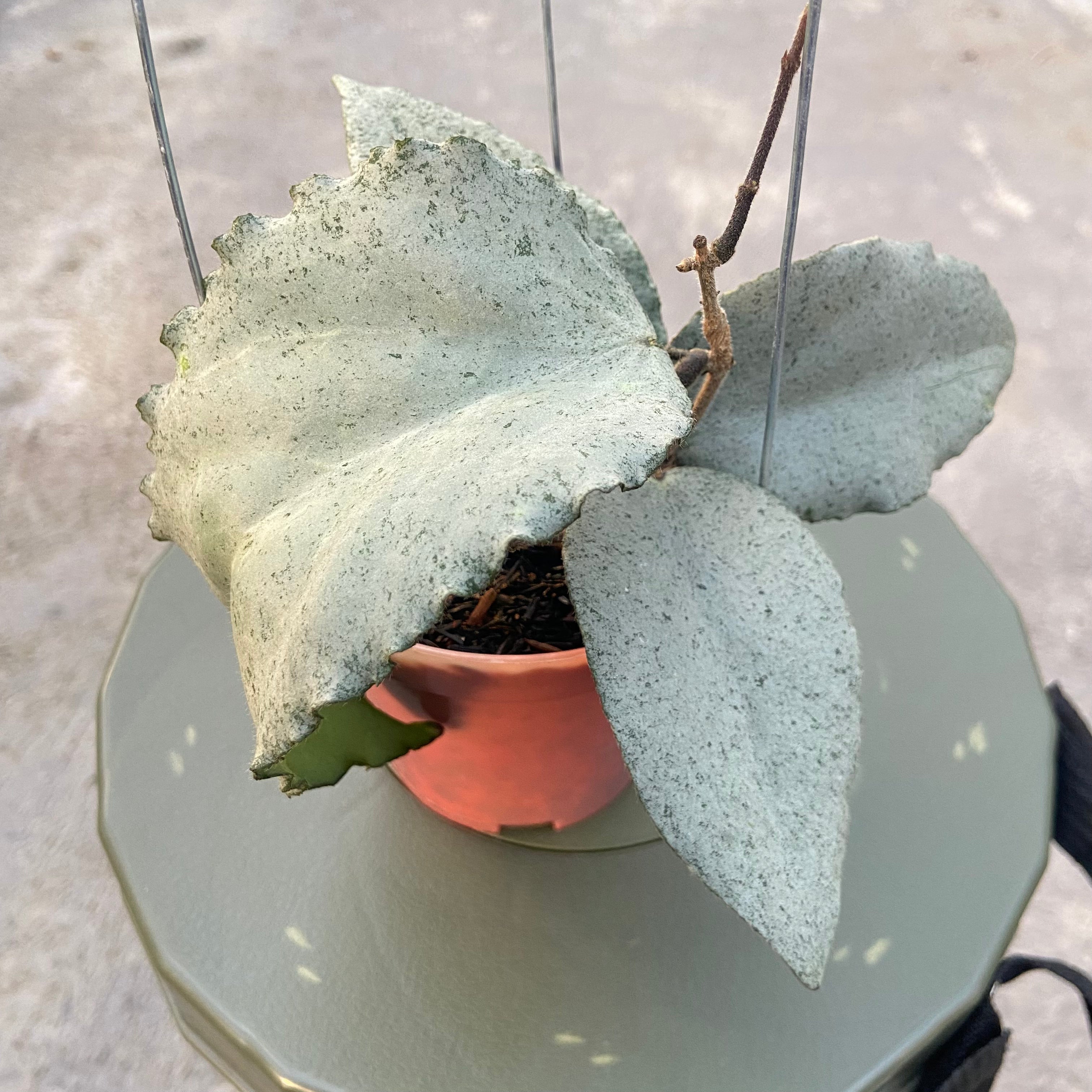 RP66-6 Hoya Caudata Argene