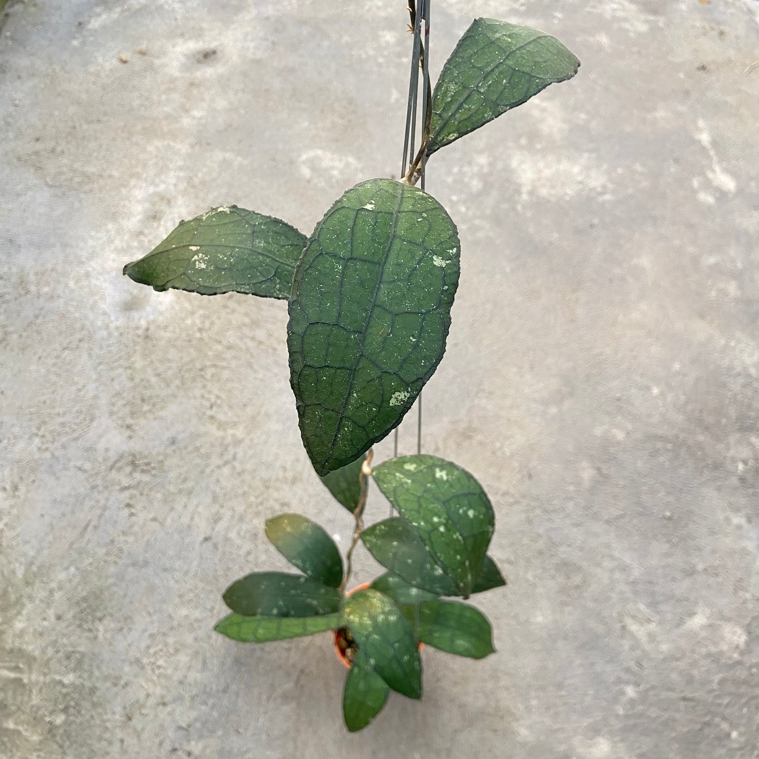 RP68-6 Hoya Clemensiorum Jungle