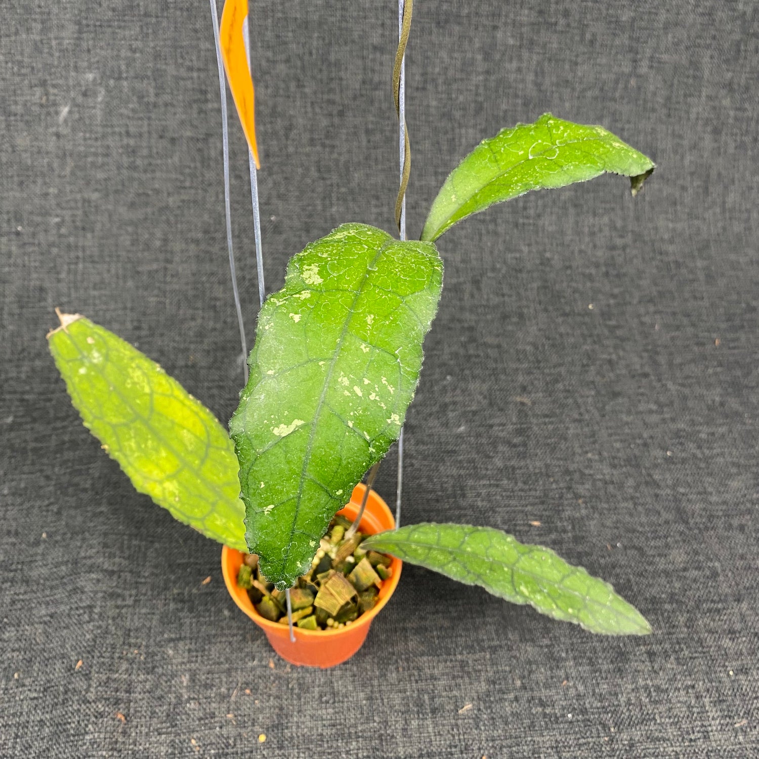 Hoya Clemensiorum Jungle