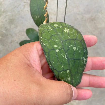 RP68-6 Hoya Clemensiorum Jungle