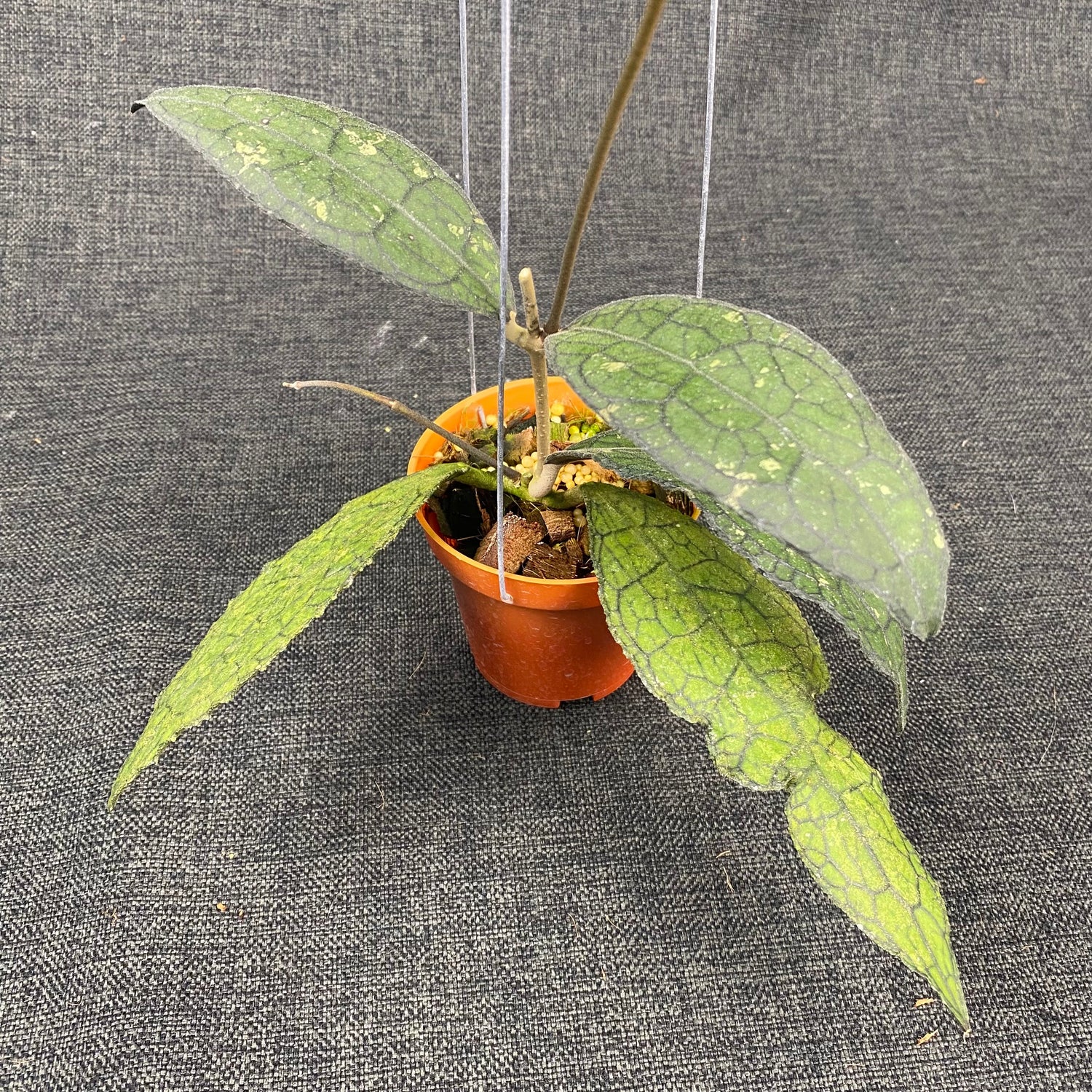 Hoya Clemensiorum Kemiri Curly Splash