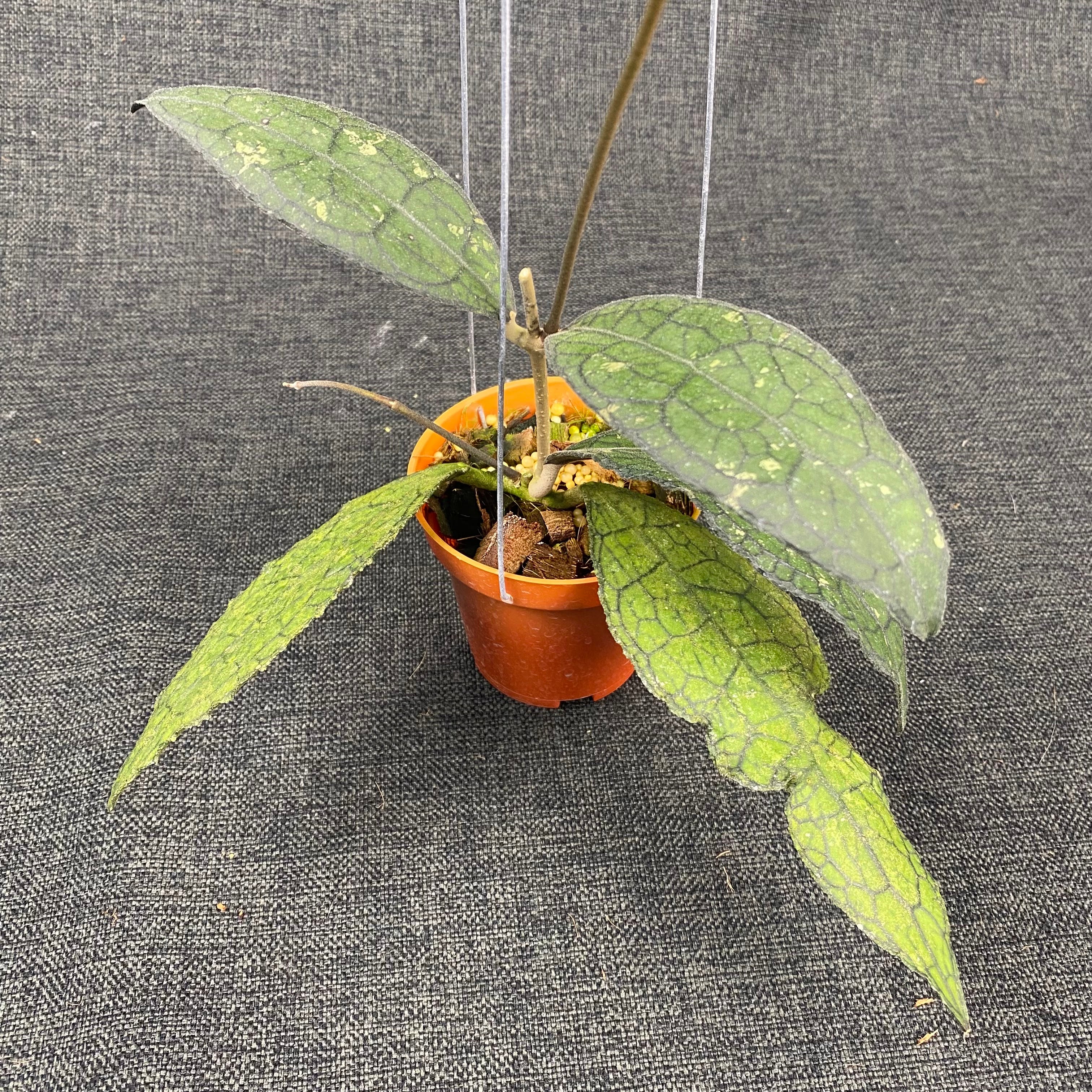Hoya Clemensiorum Kemiri Curly Splash