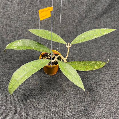 Hoya Clemensiorum Labirinth