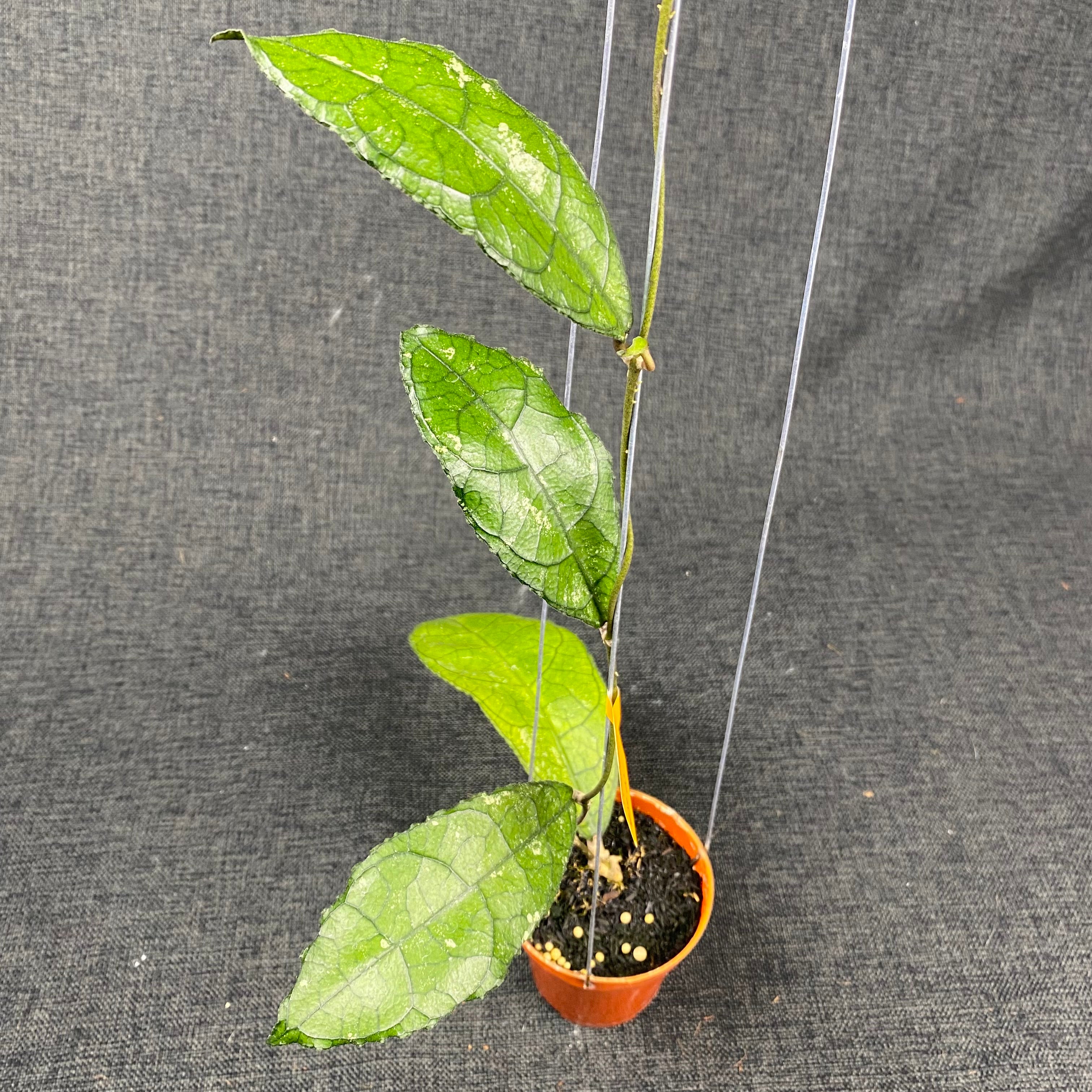 Hoya Clemensiorum MDF-01