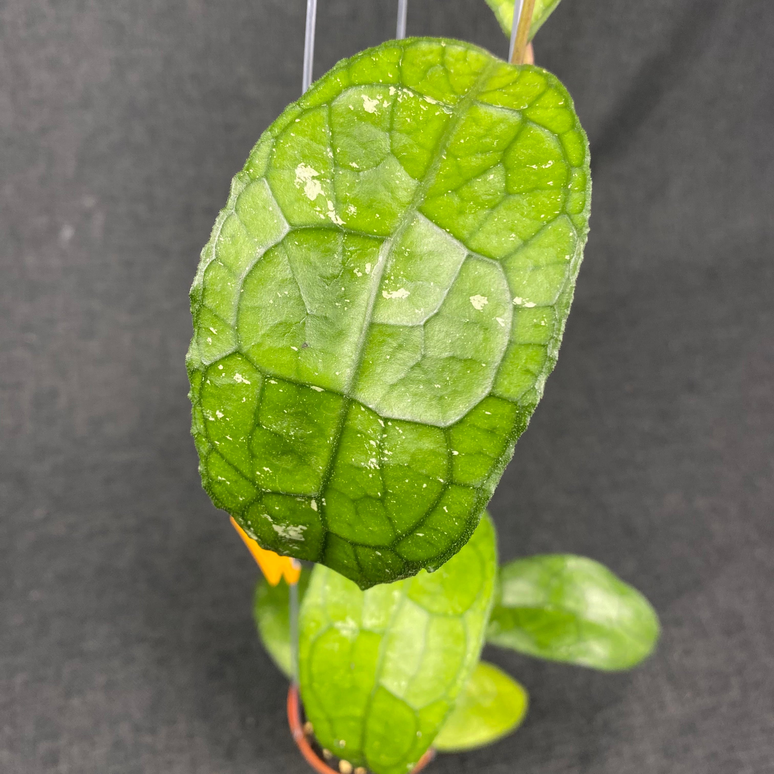 Hoya Clemensiorum MDF-03