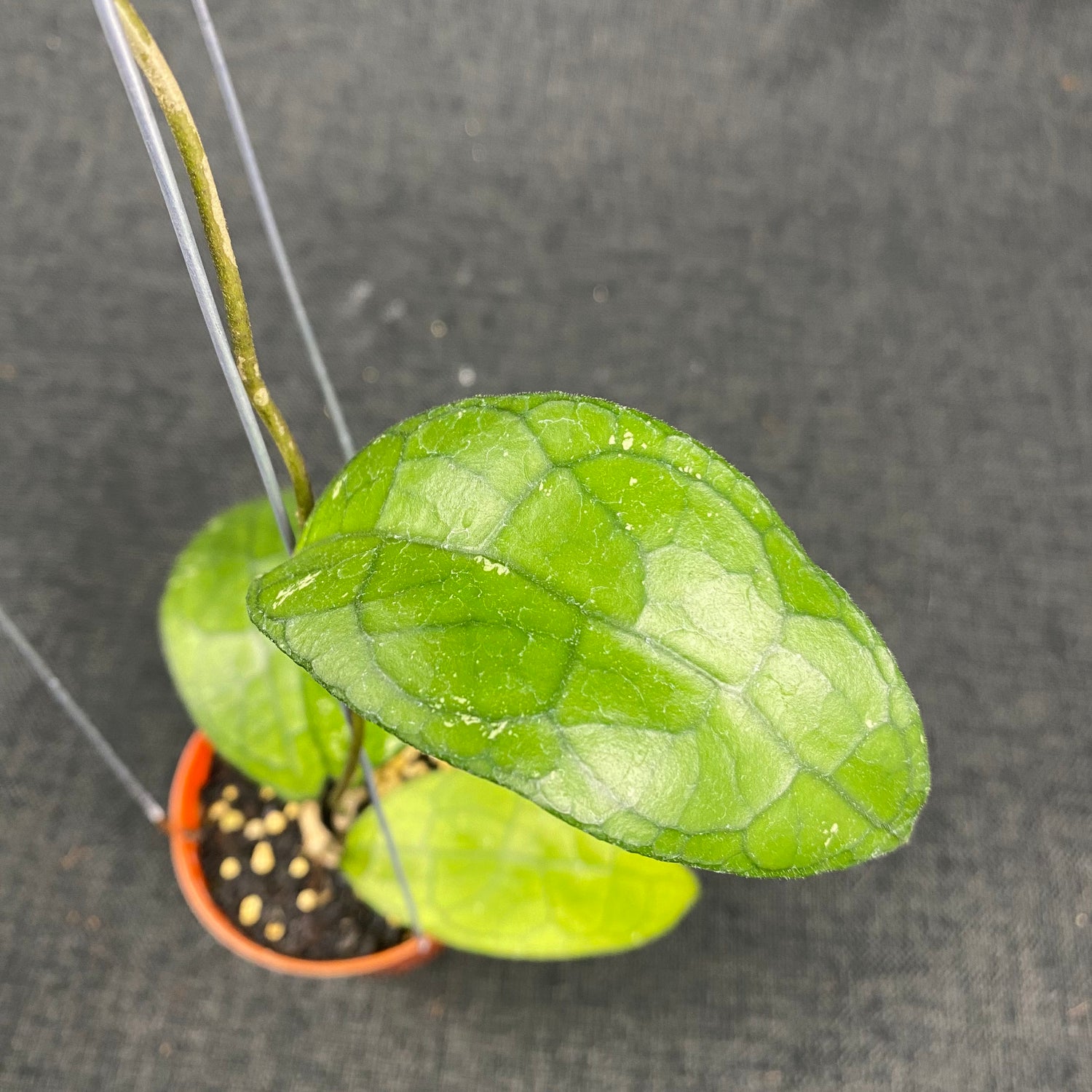 Hoya Clemensiorum MDF-03