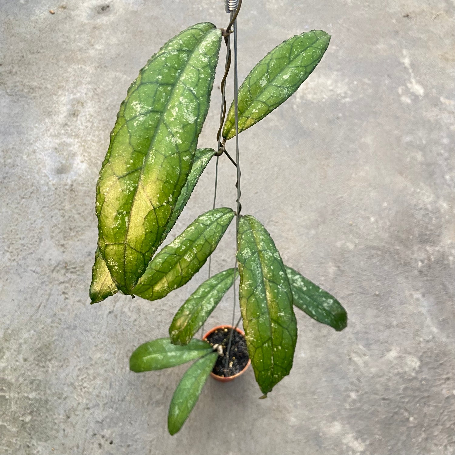 RP70-6 Hoya Clemensiorum MDF-05