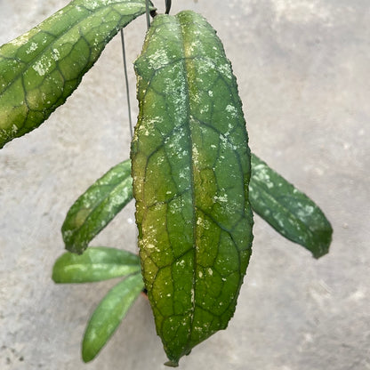 RP70-6 Hoya Clemensiorum MDF-05