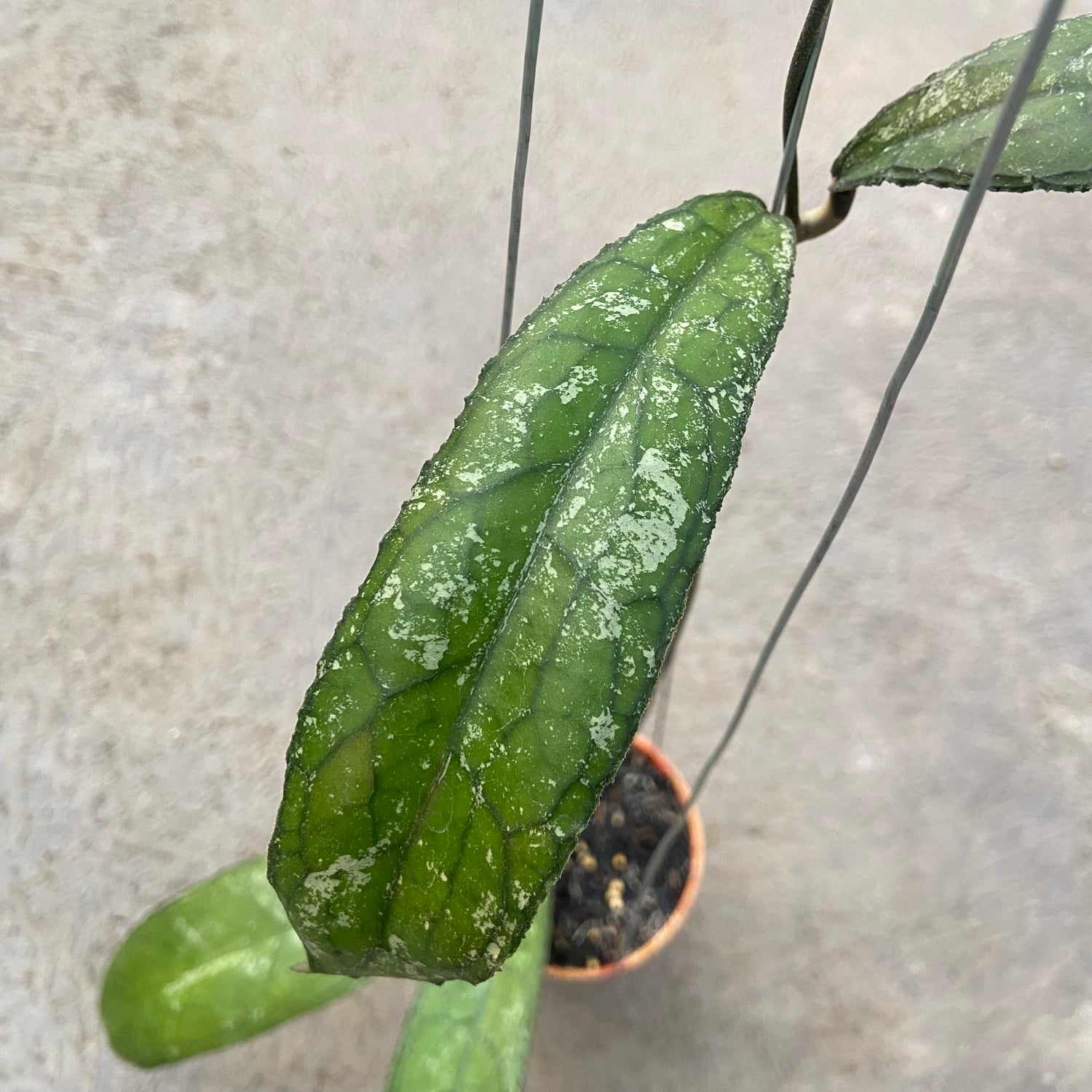 RP70-6 Hoya Clemensiorum MDF-05