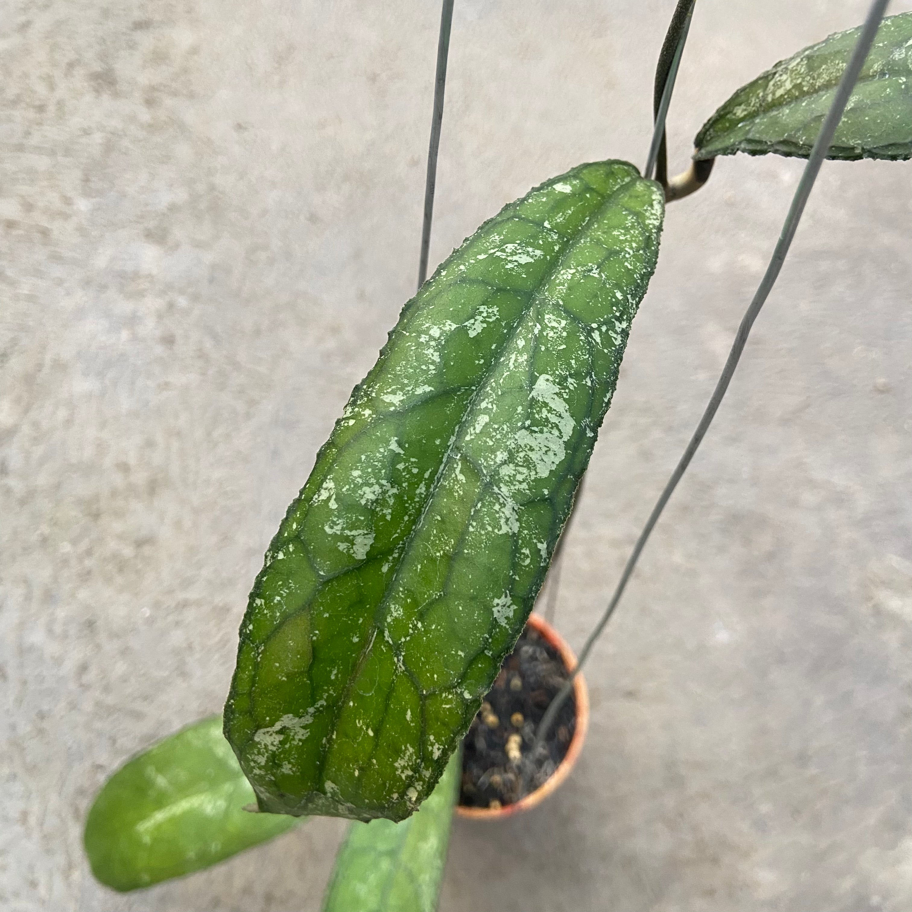 RP70-6 Hoya Clemensiorum MDF-05