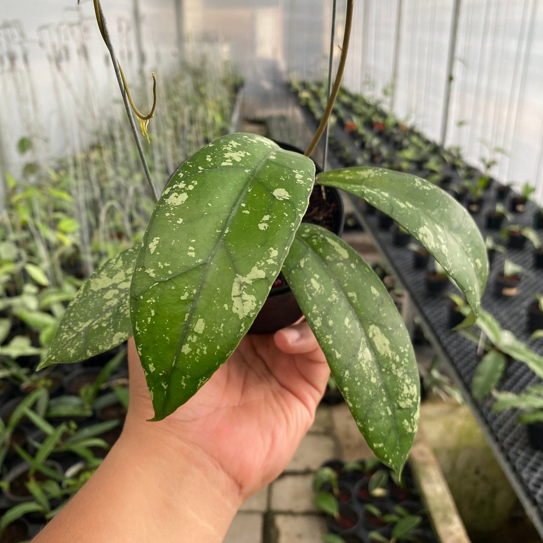 RP54-6 Hoya Clemensiorum Splash