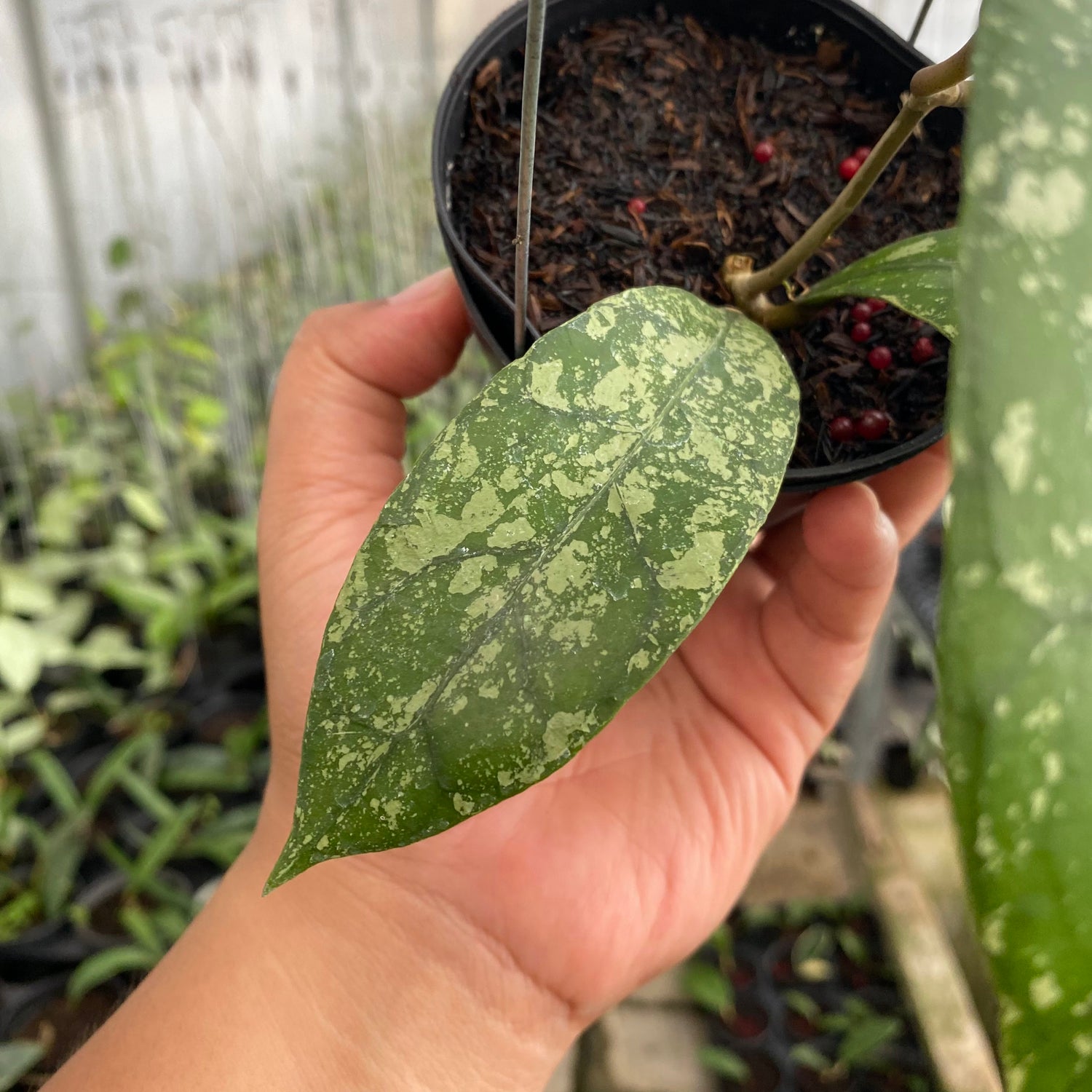 RP54-6 Hoya Clemensiorum Splash