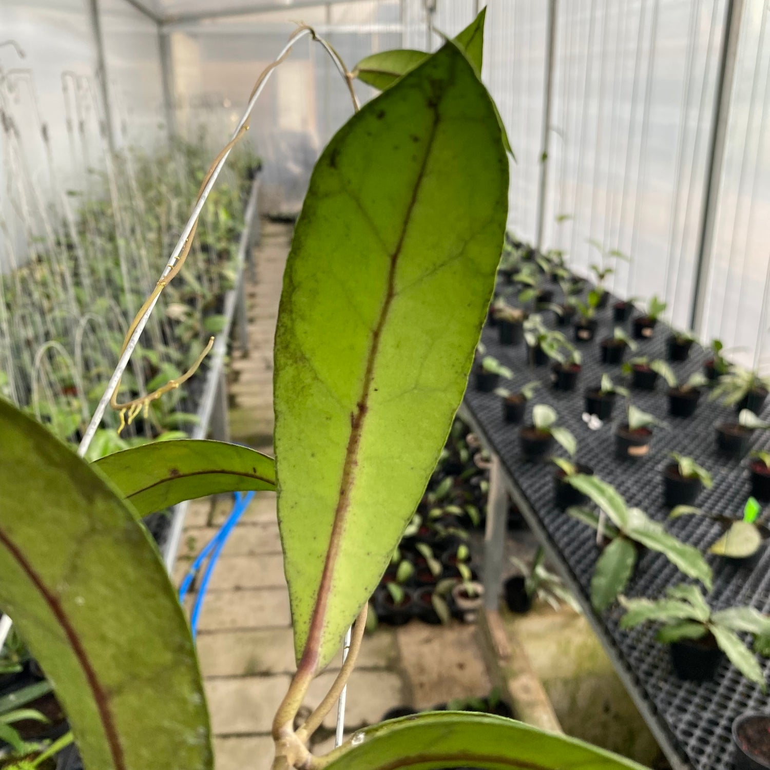 RP54-6 Hoya Clemensiorum Splash