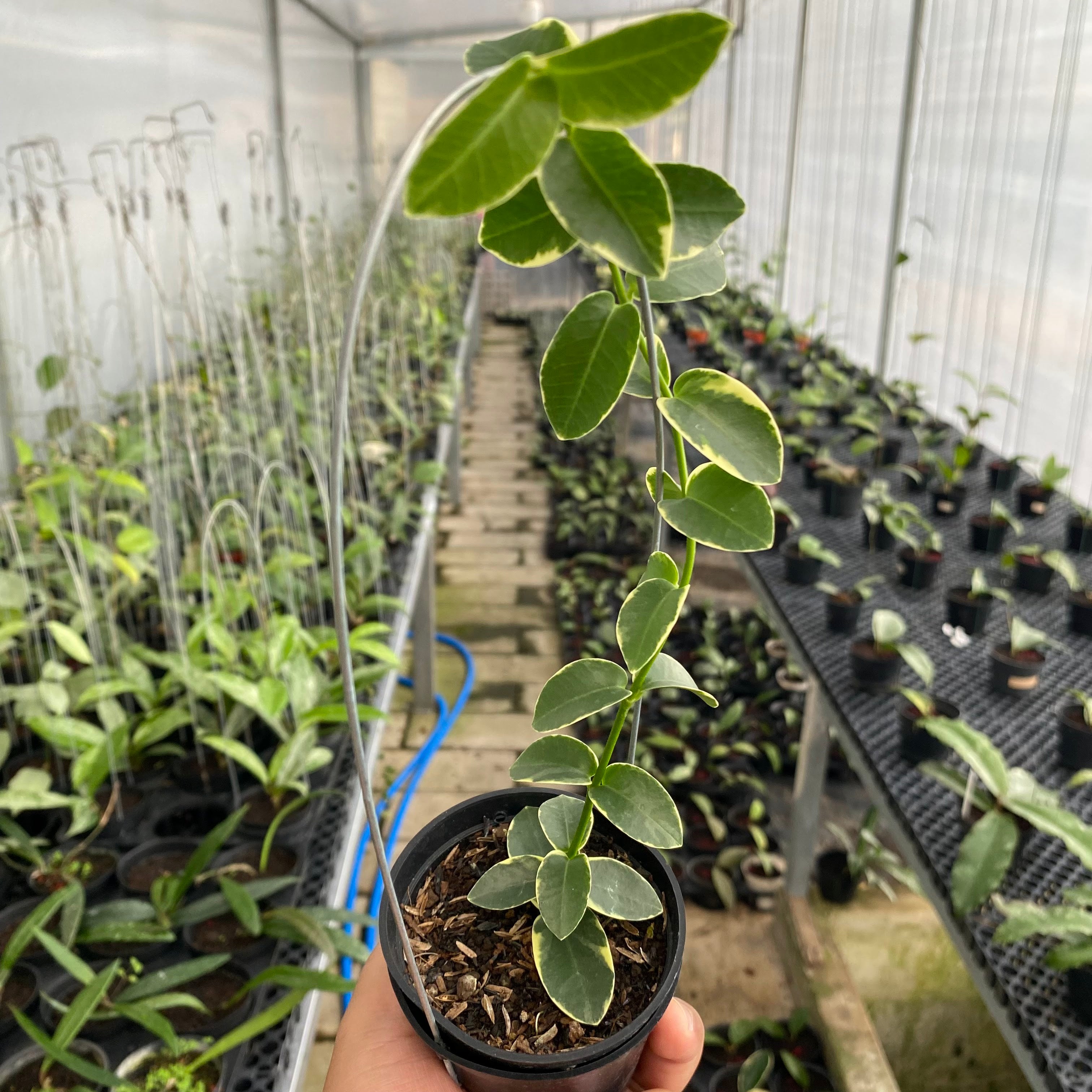 RP50-6 Hoya Cumingiana Albomarginata