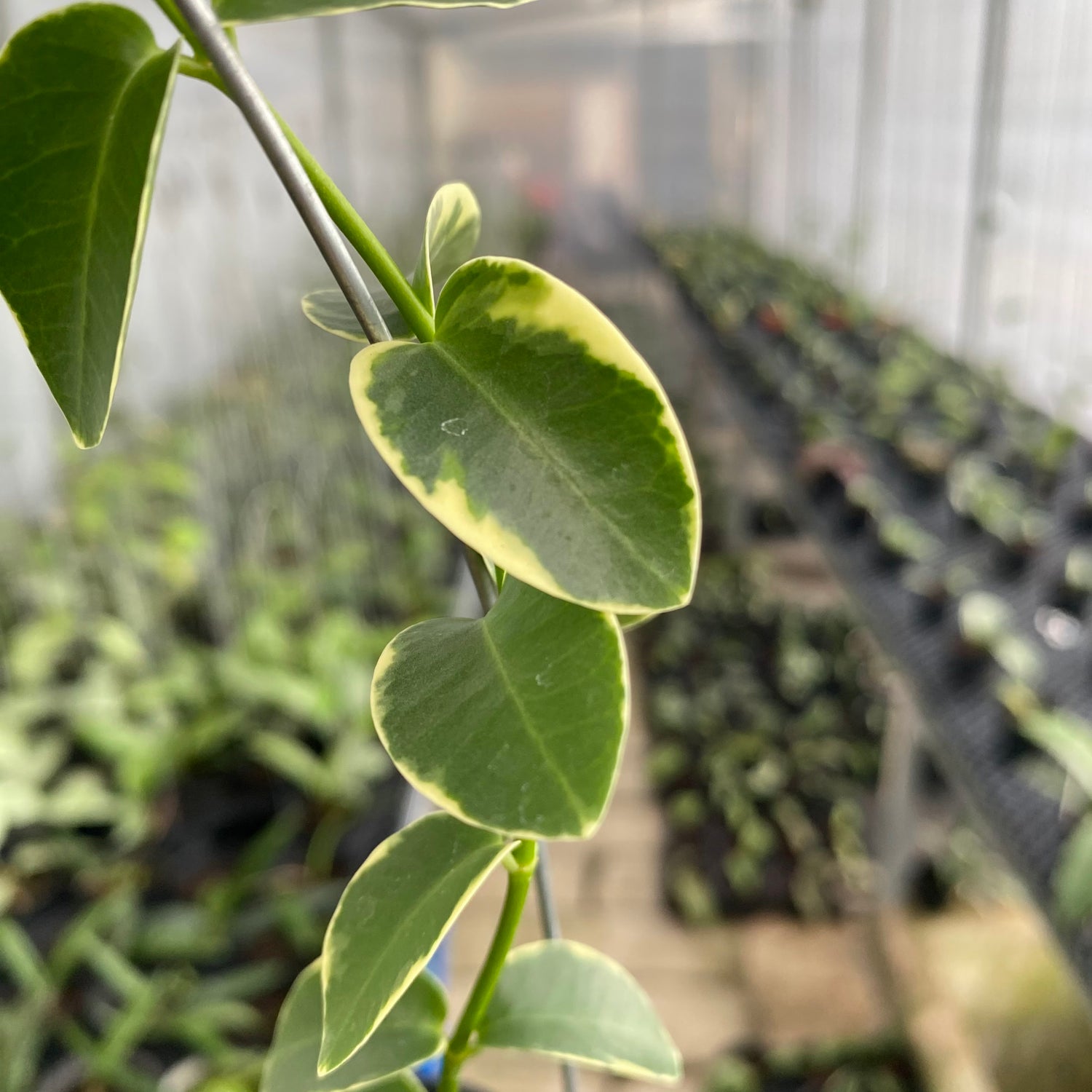 RP50-6 Hoya Cumingiana Albomarginata