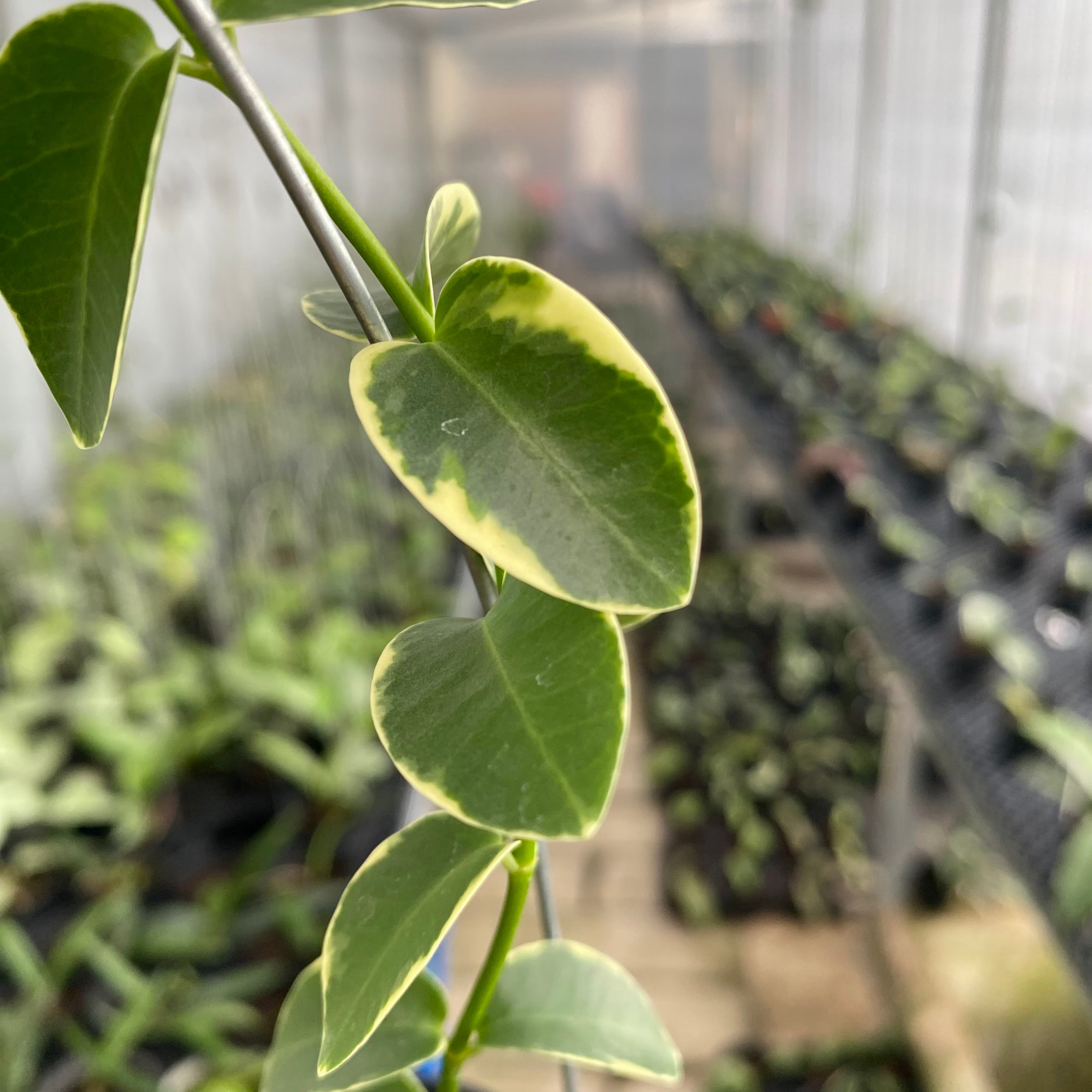 RP50-6 Hoya Cumingiana Albomarginata