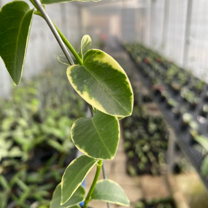 RP50-6 Hoya Cumingiana Albomarginata