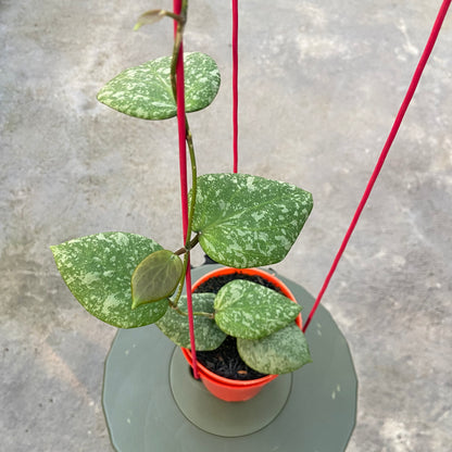RP73-6 Hoya Elliptica x Imbricata