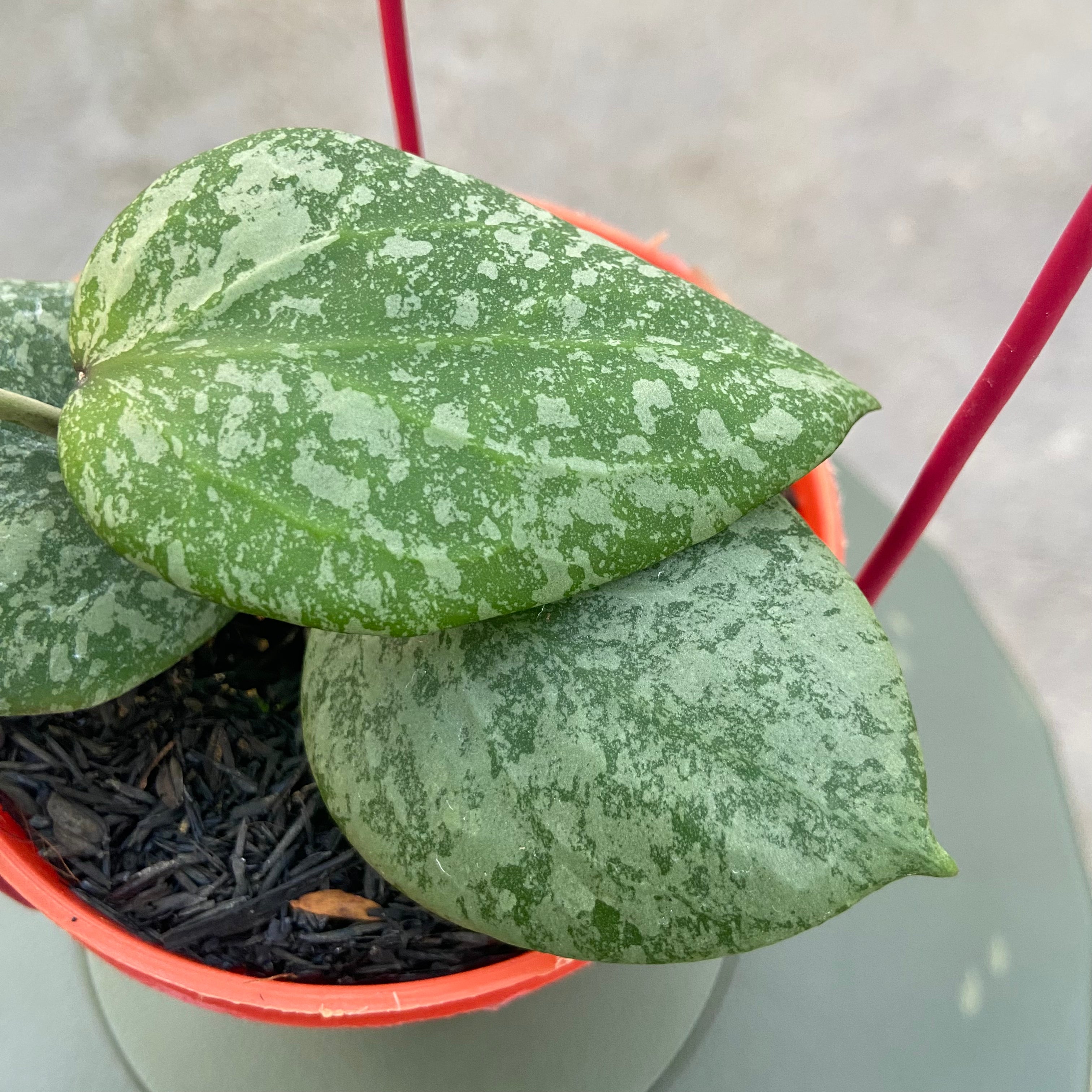 RP73-6 Hoya Elliptica x Imbricata