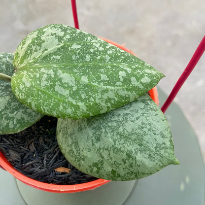 RP73-6 Hoya Elliptica x Imbricata