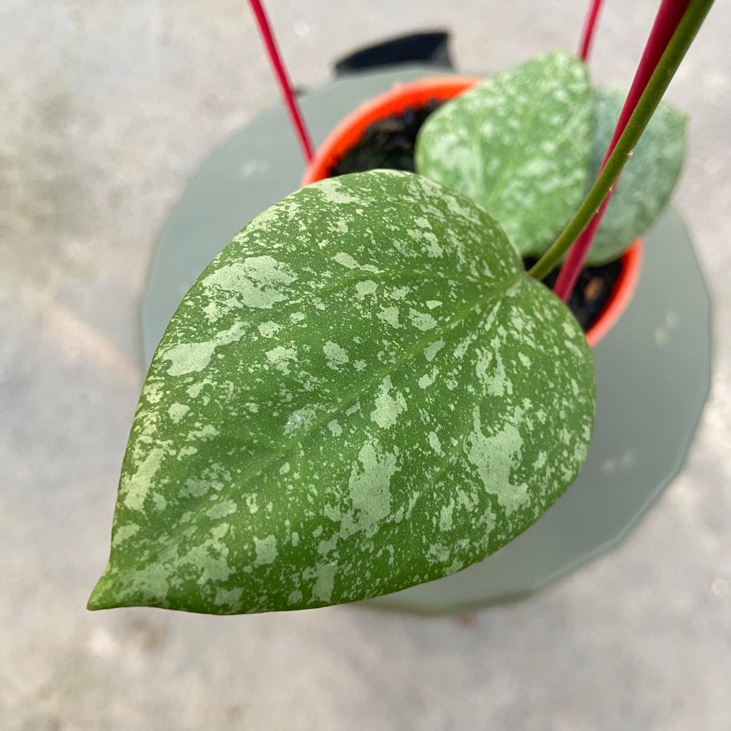 RP73-6 Hoya Elliptica x Imbricata