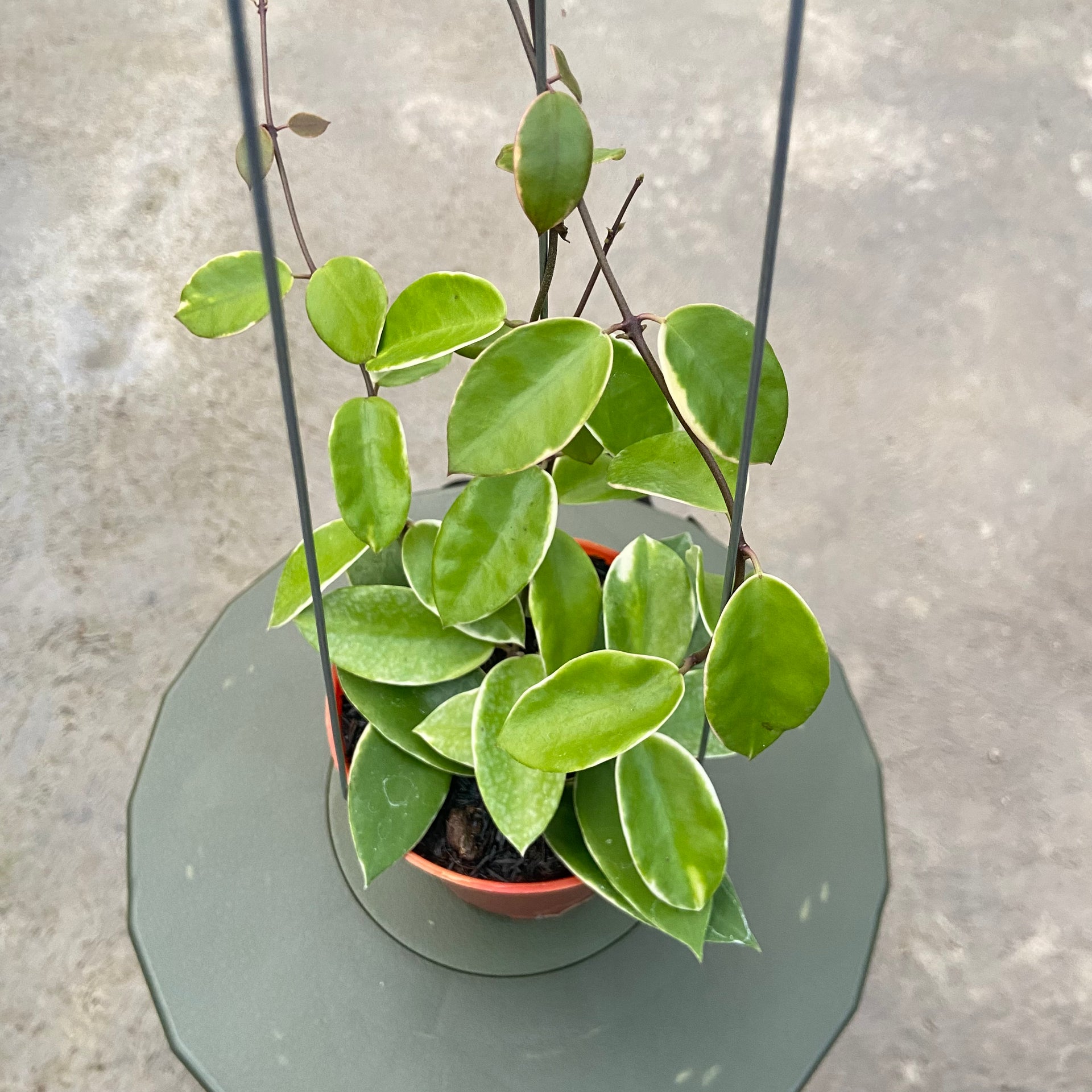 Hoya Halophila Albomarginata – Greenspaces.id