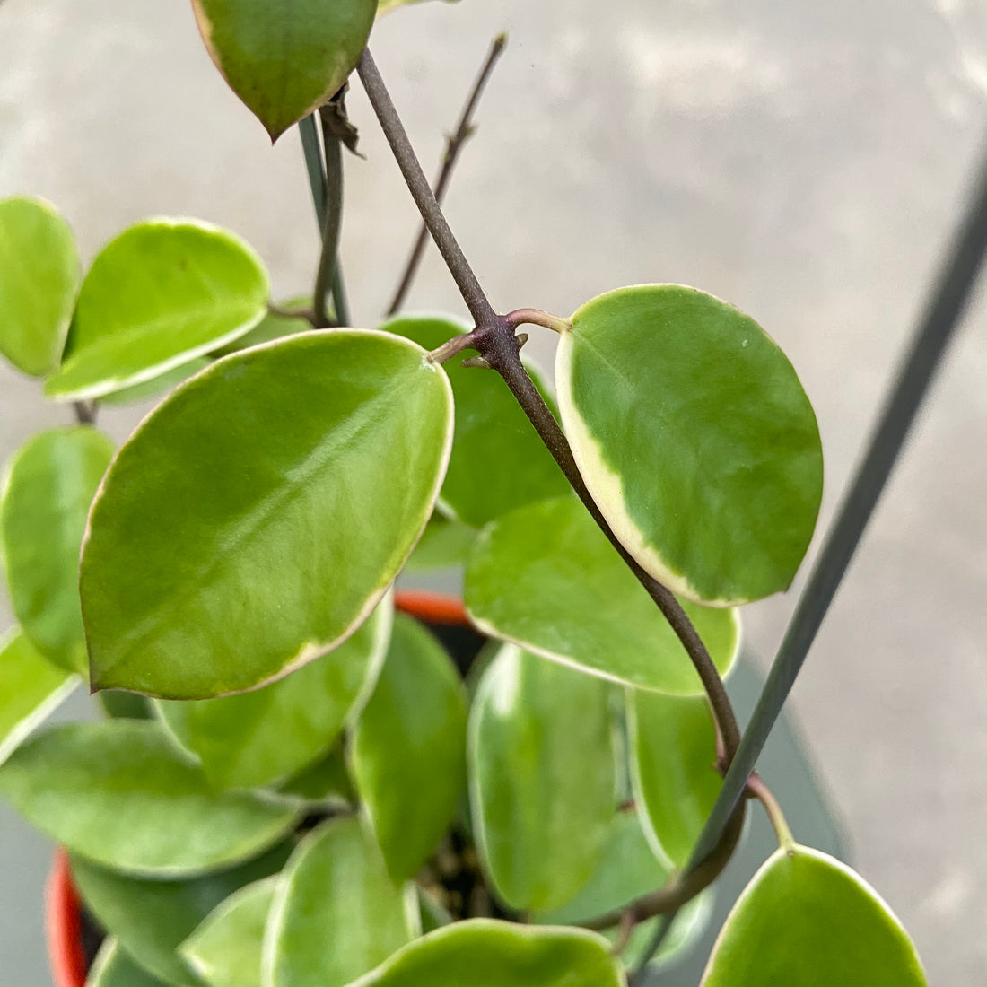 Hoya Halophila Albomarginata - Greenspaces.id
