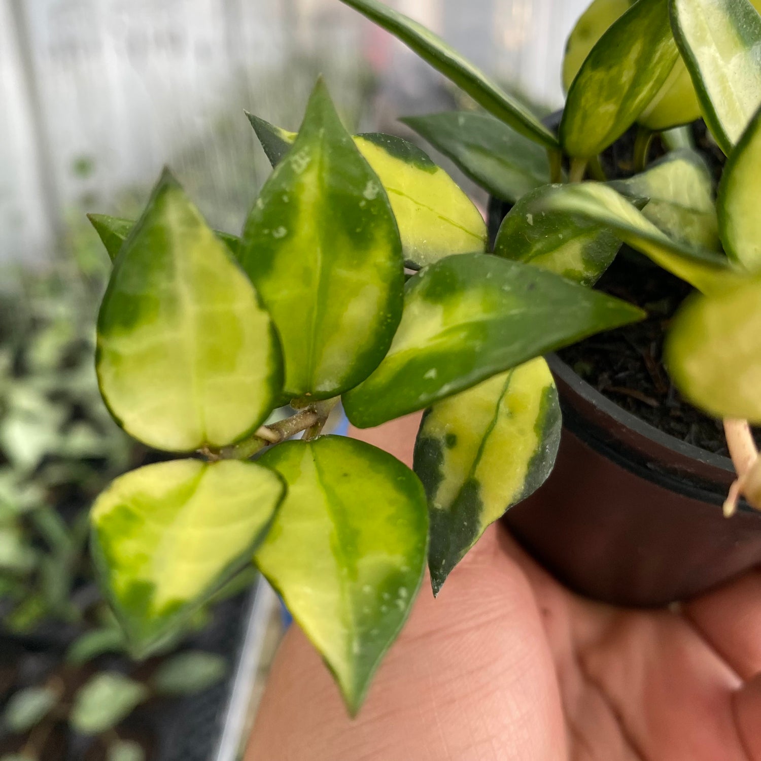 RP48-6 Hoya Lacunosa Agni
