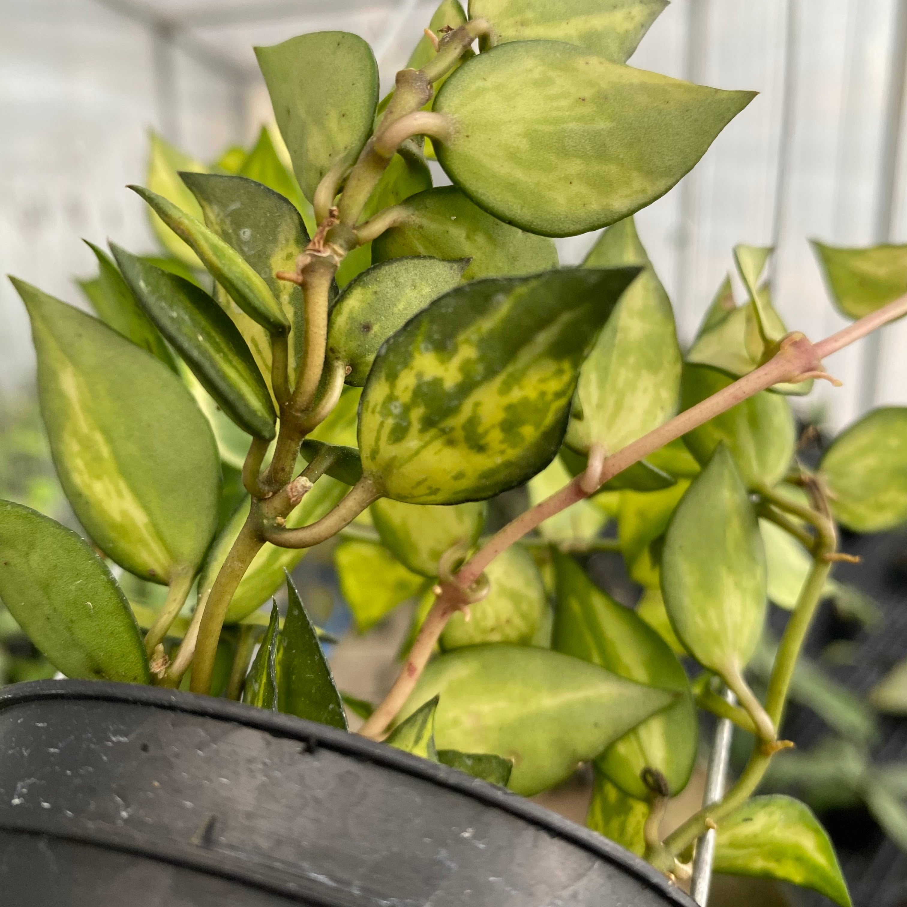 RP48-6 Hoya Lacunosa Agni