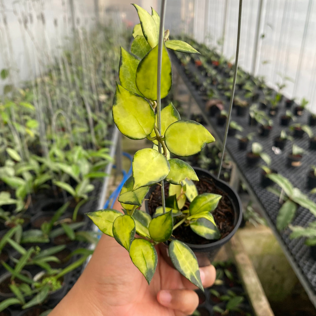 RP44-6 Hoya Lacunosa Agni