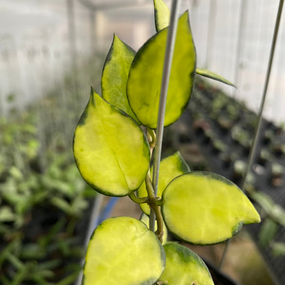 RP44-6 Hoya Lacunosa Agni