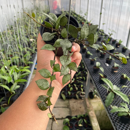 RP43-6 Hoya Lacunosa Black Aurora
