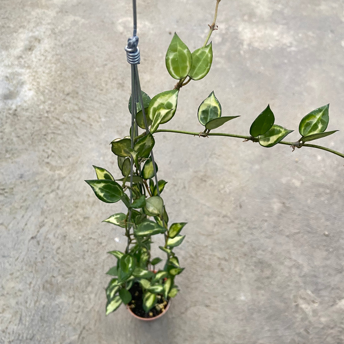 RP75-6 Hoya Lacunosa Ilumi