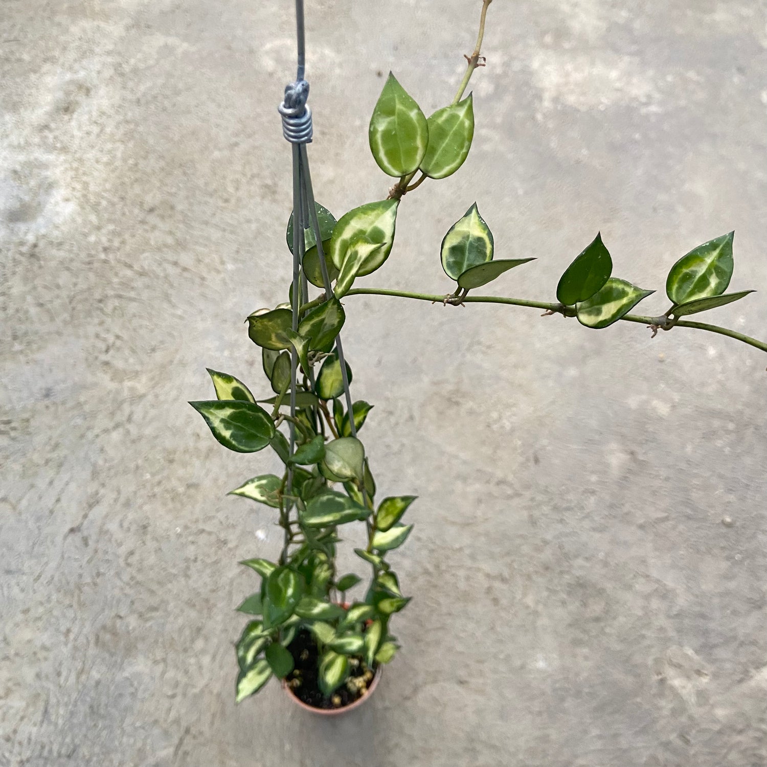 RP75-6 Hoya Lacunosa Ilumi