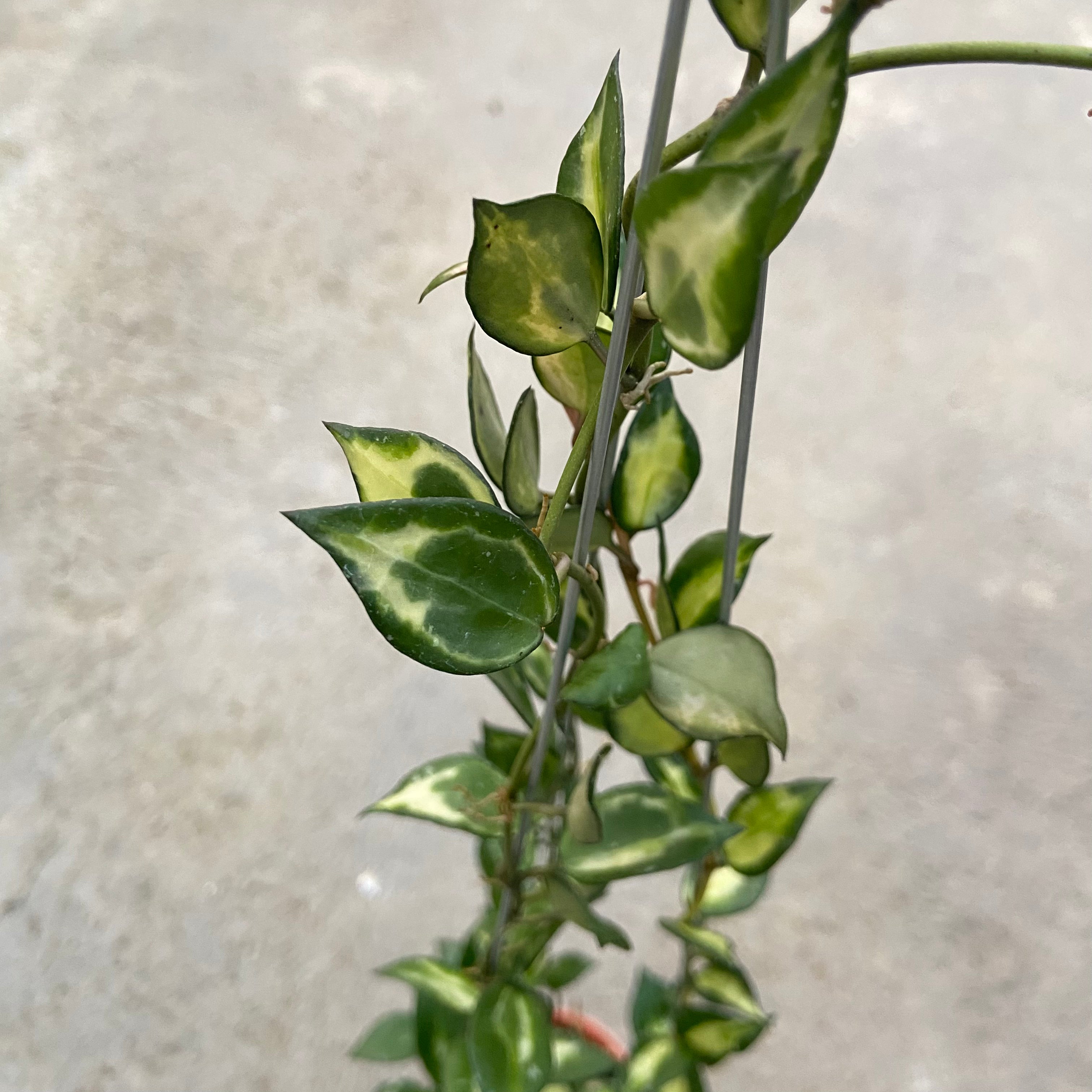 RP75-6 Hoya Lacunosa Ilumi