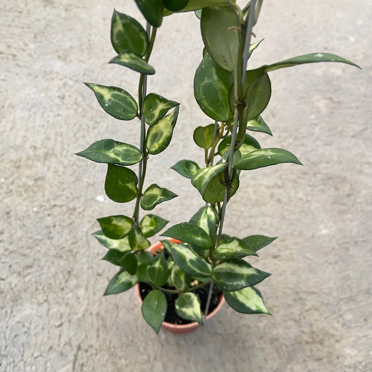 RP75-6 Hoya Lacunosa Ilumi