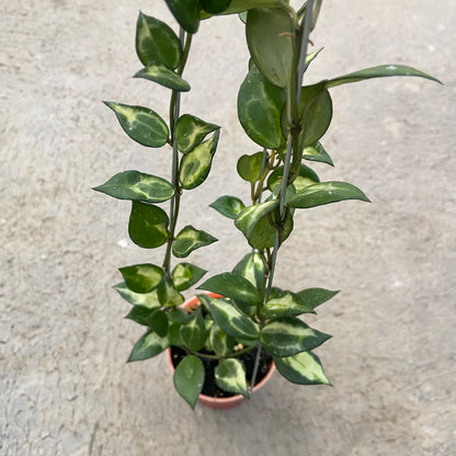 RP75-6 Hoya Lacunosa Ilumi