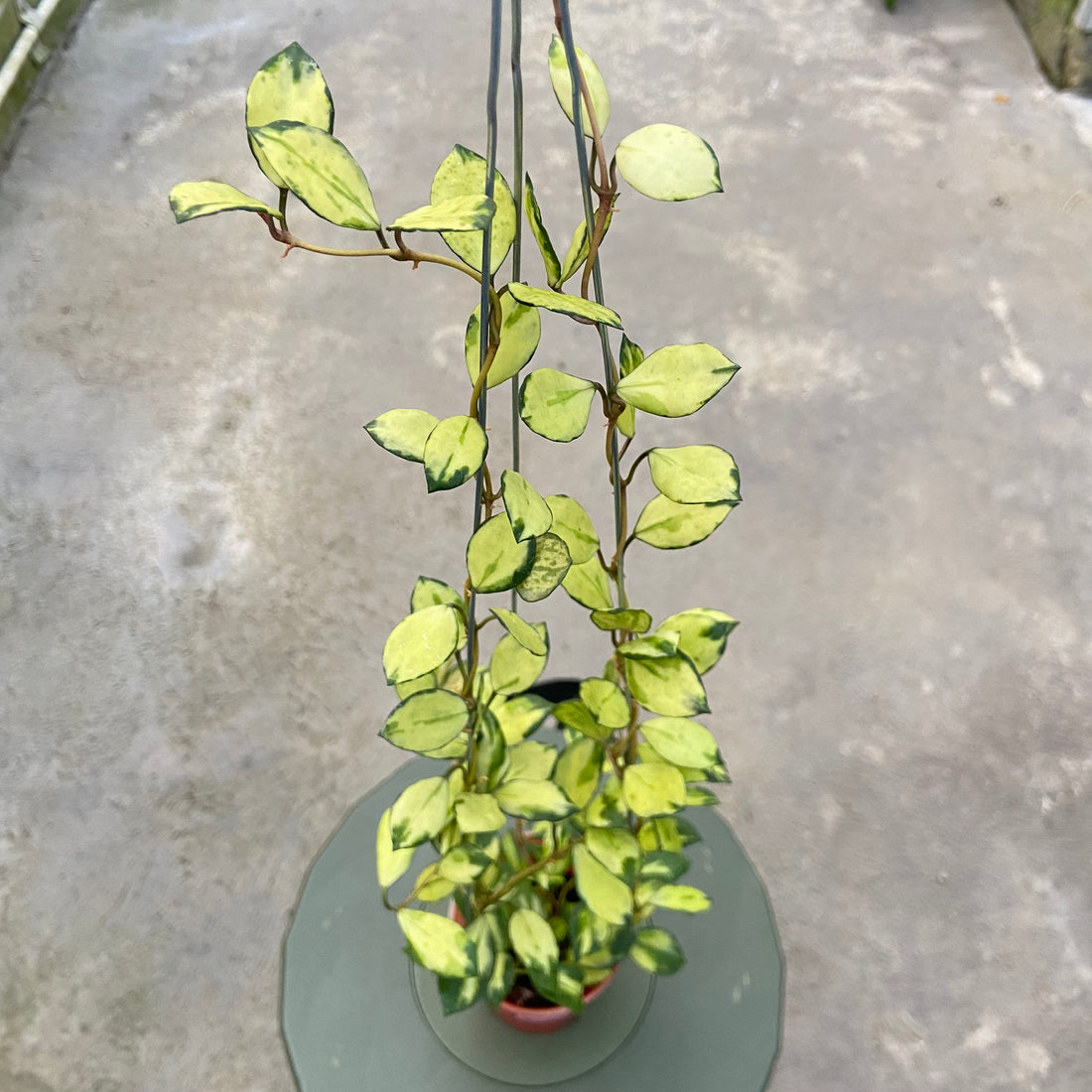 RP76-6 Hoya Lacunosa Minara