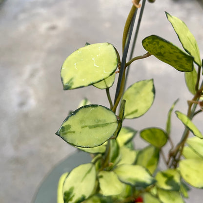 RP76-6 Hoya Lacunosa Minara