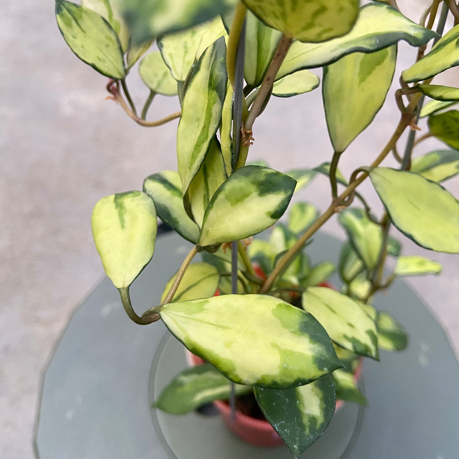 RP76-6 Hoya Lacunosa Minara