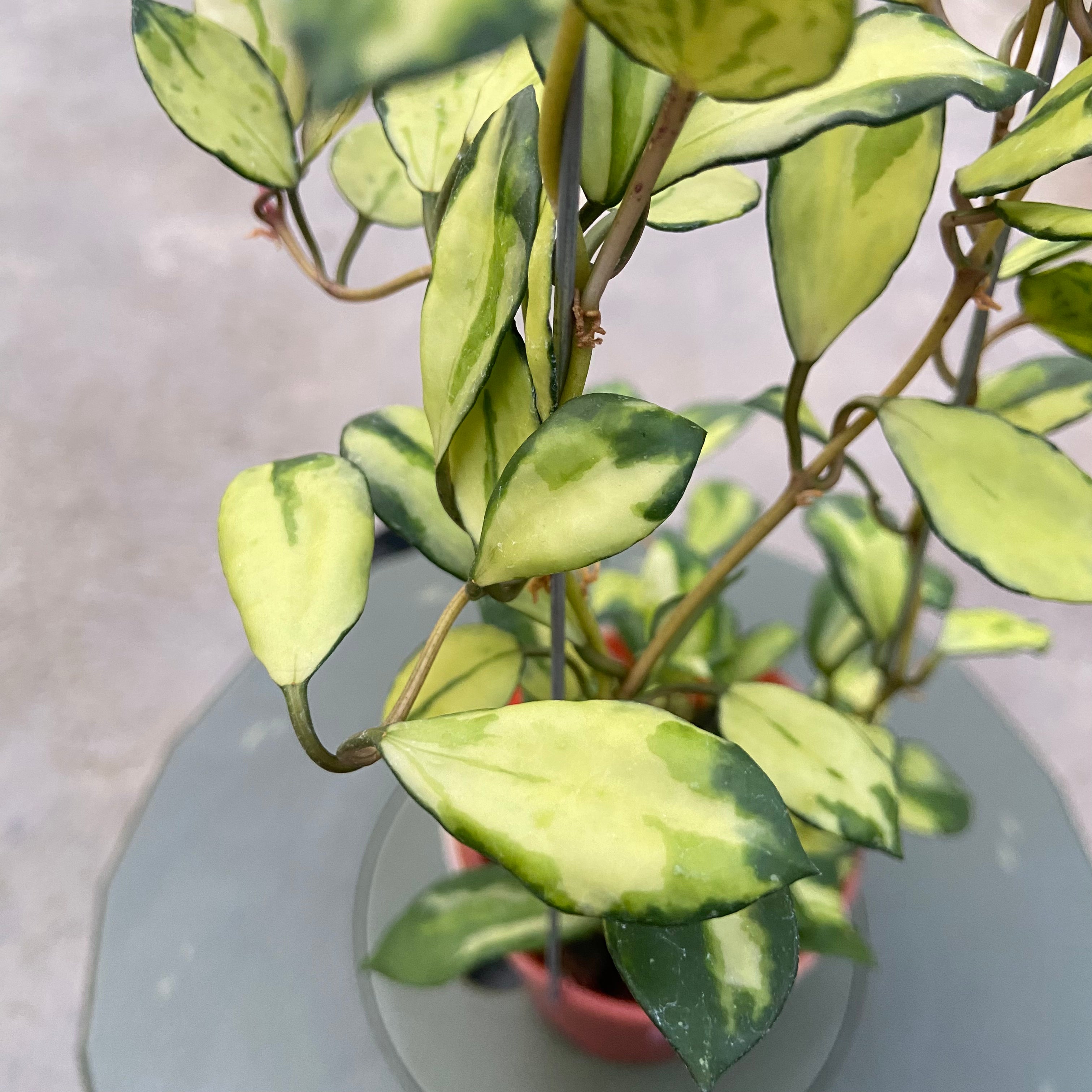 RP76-6 Hoya Lacunosa Minara