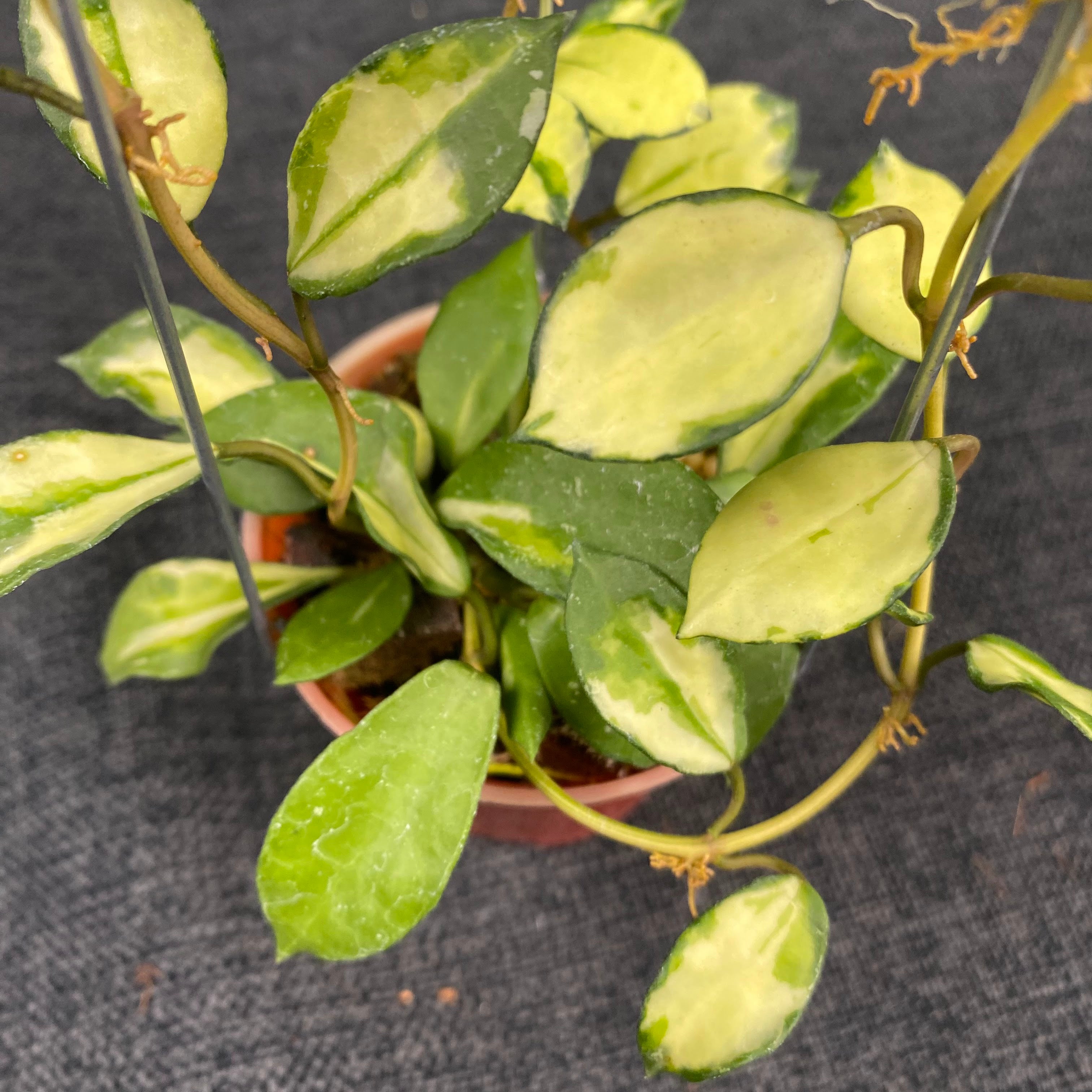 Hoya Lacunosa Minara