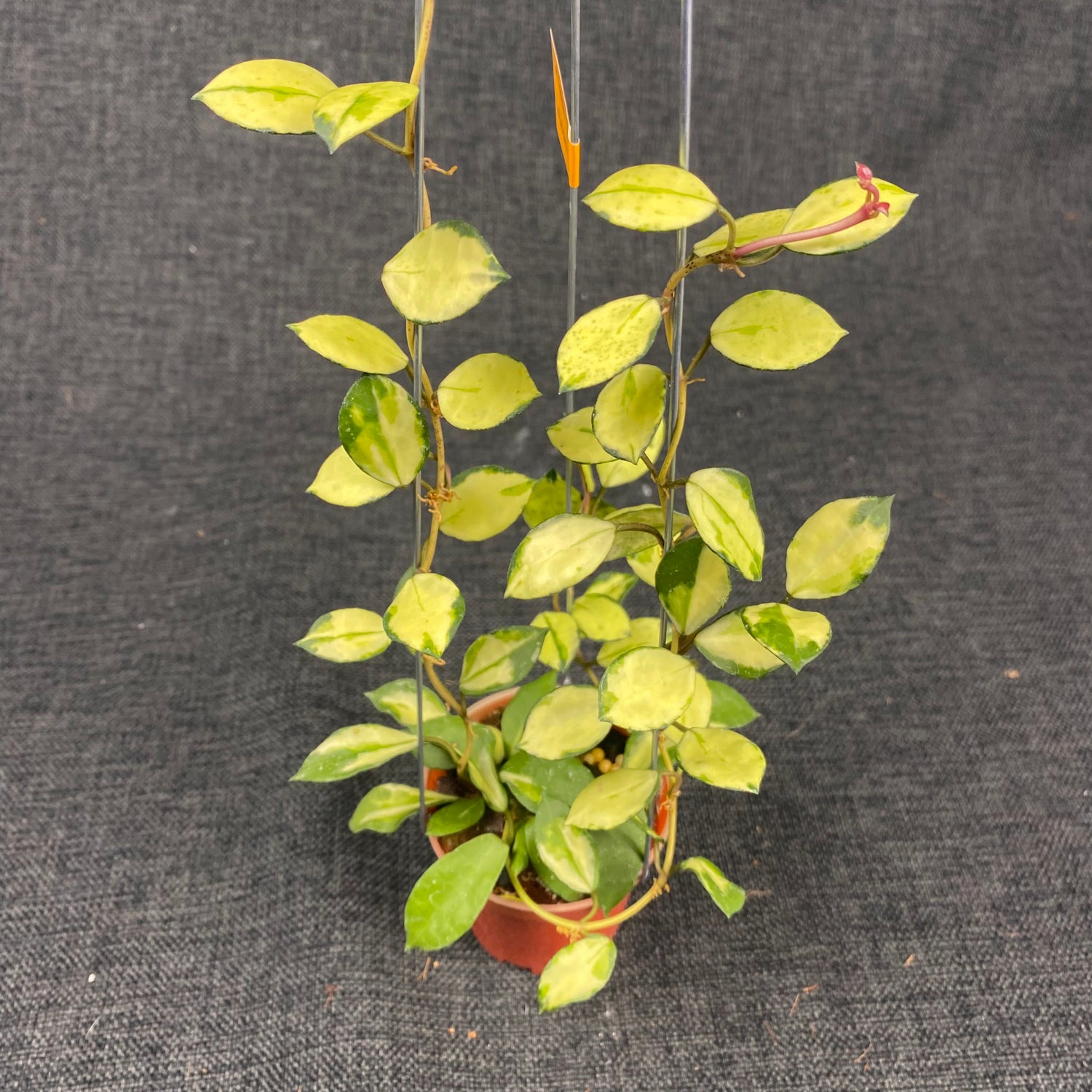 Hoya Lacunosa Minara