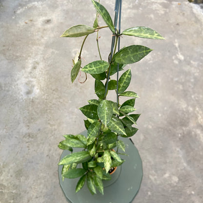 RP77-6 Hoya Lacunosa Peridot