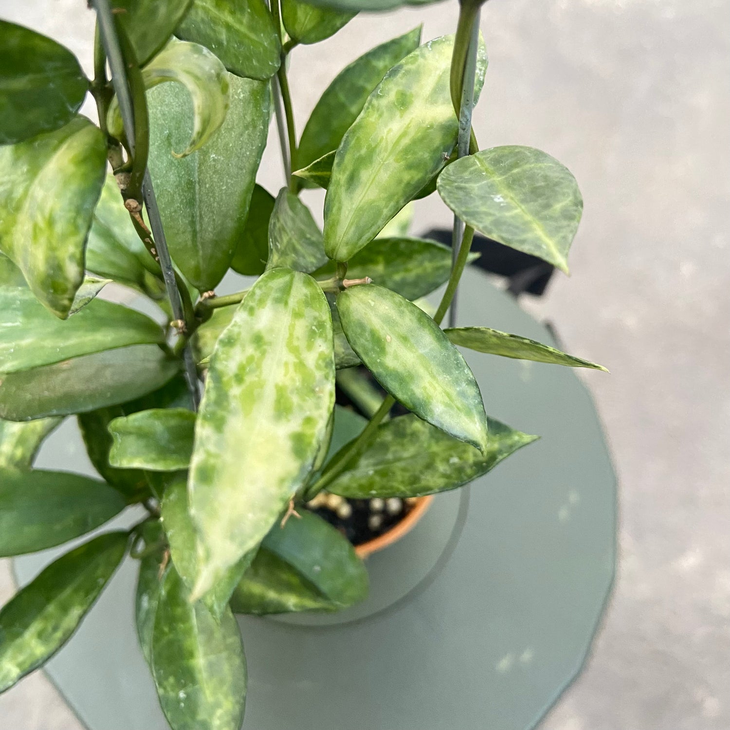 RP77-6 Hoya Lacunosa Peridot