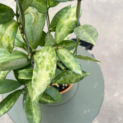 RP77-6 Hoya Lacunosa Peridot